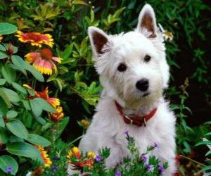yapboz West Highland Beyaz Terrier bir onun kişiliği ile tanınan İskoçya köpek ırkı ve parlak beyaz